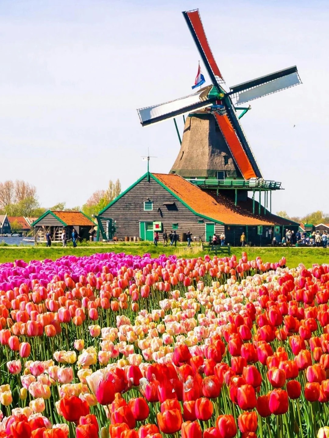 库肯霍夫-风车村-羊角村