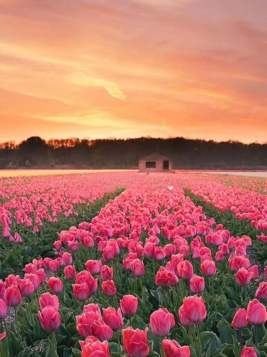 库肯霍夫-风车村-羊角村